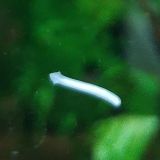 Anti planaires et hydres SL Aqua Z1 Aquarium Bio Protector