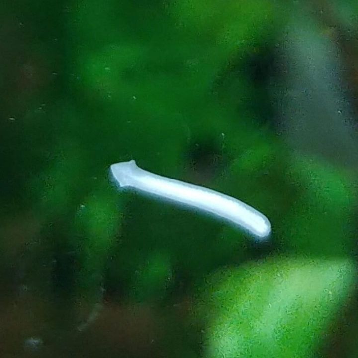 Anti planaires et hydres SL Aqua Z1 Aquarium Bio Protector