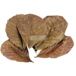 Feuilles de Catappa naturelles pour crevettes d'aquarium
