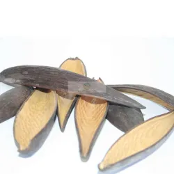 Gousse de Canoinhas – nourriture pour crevettes
