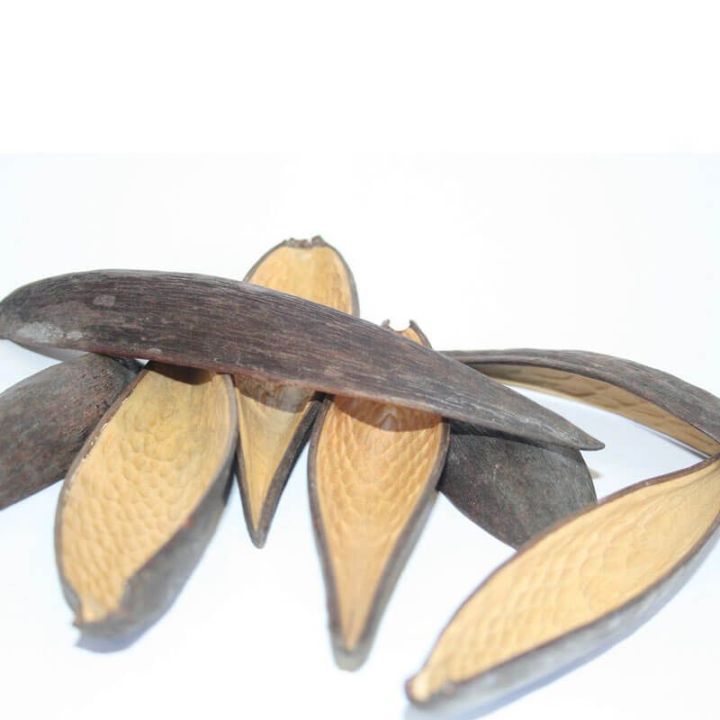 Gousse de Canoinhas – nourriture pour crevettes