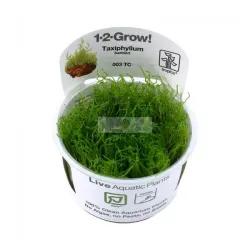 Mousse de Java - Taxiphyllum Barbieri - In Vitro