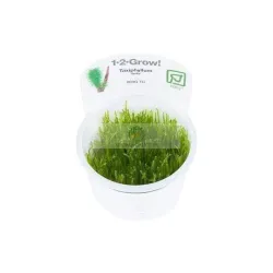 Taxiphyllum Spiky Moss - In Vitro