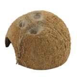 Noix de Coco pour Aquarium