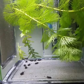Breeding Box BL-3