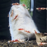 Microbiology Bag Lubao Color Shrimp Pour Crevettes Juvéniles