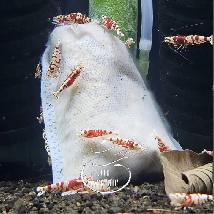 Microbiology Bag Lubao Color Shrimp Pour Crevettes Juvéniles