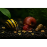 Escargots d’aquarium consommant GlasGarten Snail Dinner sur le sol du bac