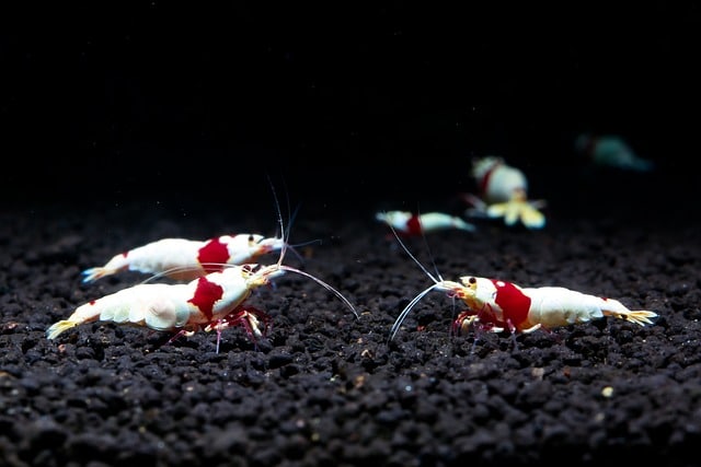 Quelles crevettes élever en aquarium ? Conseils et bonnes pratiques  d'élevage