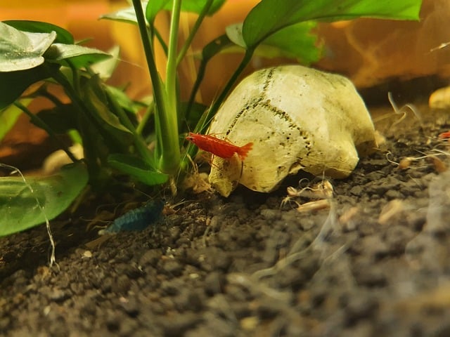 Le sol dans un aquarium à crevettes - Conseils d'élevage des crevettes  d'eau douce en aquarium