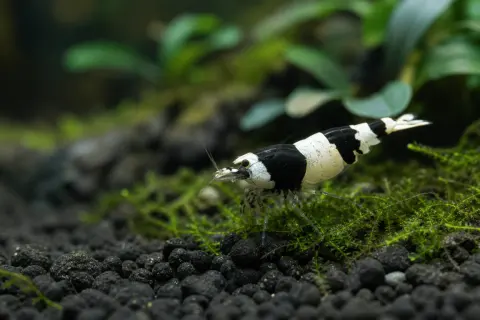 Caridina Panda Taiwan Bee noire et blanche sur mousse dans un aquarium