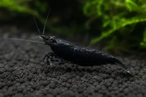 Caridina Black King Kong noir solide quasi-total sur sol foncé