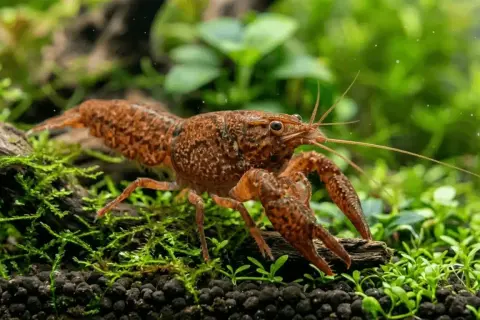 Écrevisse naine Cambarellus shufeldtii de forme sauvage, robe brun-rouille marbrée, sur sol planté