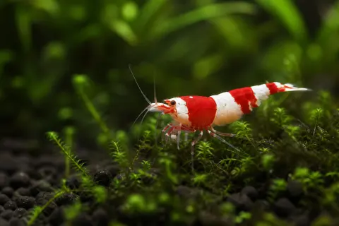 Caridina PRL Pure Red Line rouge et blanche sur mousse dans un aquarium
