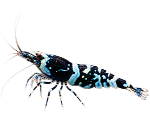 Crevette bleue pour aquarium