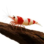 Crystal Red, la Caridina rouge et blanche emblématique.